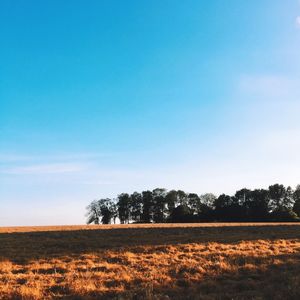 Trees on field against blue sky