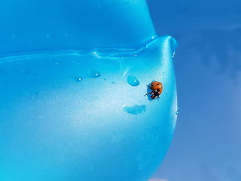 Ladybug on glass