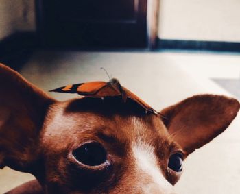 Close-up portrait of a dog