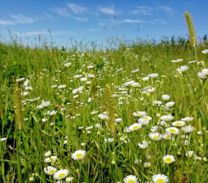 Close-up of white flowering plants on field