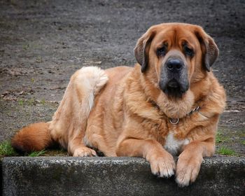 Close-up of dog