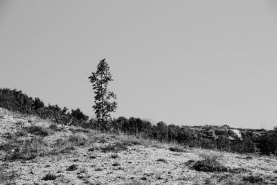 Trees on field against clear sky