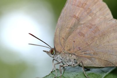 Close-up of butterfly