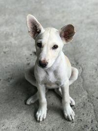 High angle portrait of dog sitting outdoors