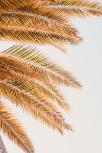 Low angle view of palm tree against clear sky