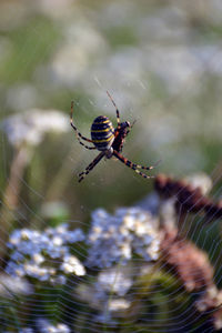 Close-up of spider on web