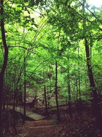 Trees in forest