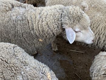 High angle view of sheep