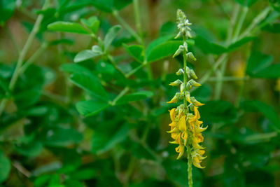 Close-up of plant