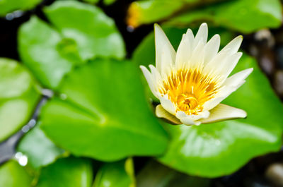 Close-up of lotus water lily