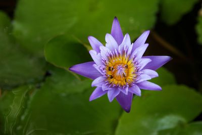 Close-up of purple water lily