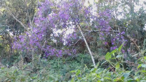 Plant growing on a tree