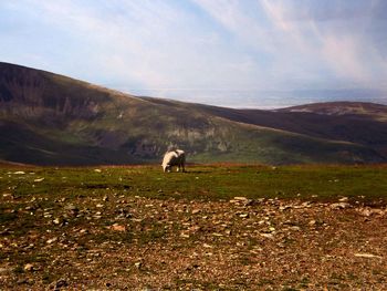 Sheep grazing on field against mountain