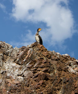 Bird perching on rock