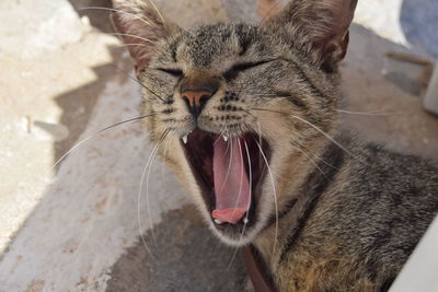 Close-up of a cat