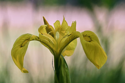 Close-up of yellow flowering plant