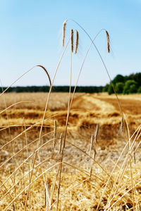 Close-up of stalks in field against sky