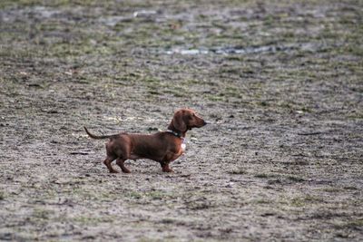 Side view of dog running on field