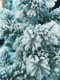Close-up of frozen plant