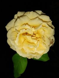 Close-up of yellow rose against black background