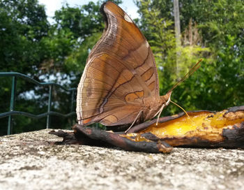 Close-up of lizard on tree