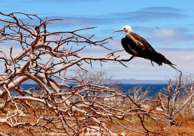 Low angle view of frigate bird perching on branch against sky