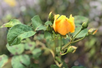 Close-up of yellow flowering plant