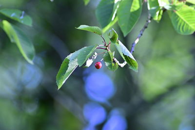 Close-up of berries growing on tree