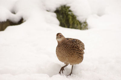 Pheasant standing on snow covered field