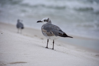 Seagull perching on a beach