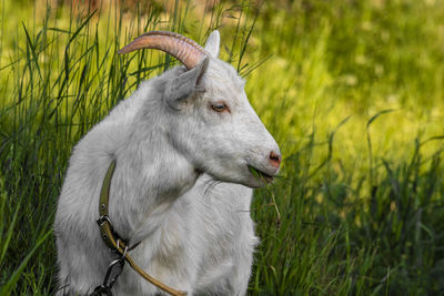 Goat on green summer meadow. side view.