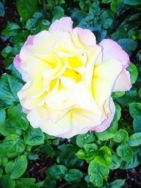 Close-up of yellow rose