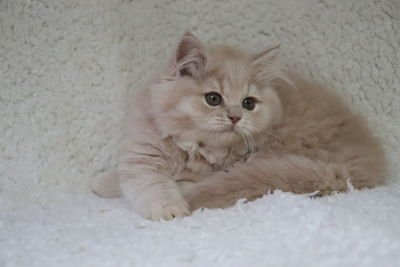 Portrait of white cat lying on floor