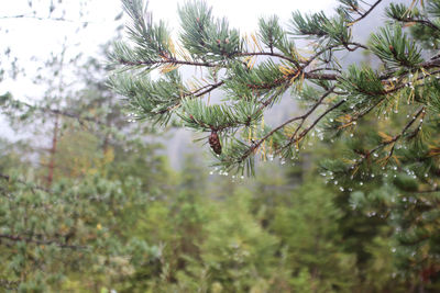 Close-up of pine tree in forest