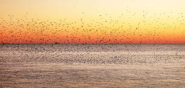 Flock of birds flying in sky during sunset