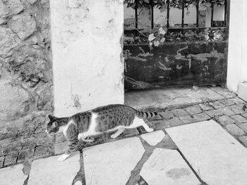 Cat on footpath against wall