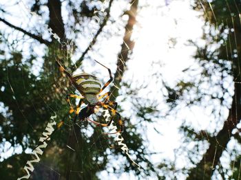 Low angle view of insect on tree against sky