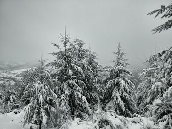 Snow covered landscape