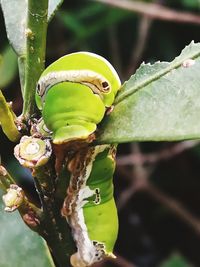 Close-up of insect on plant