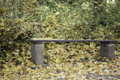 Trees growing in park