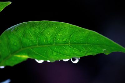 Close-up of raindrops on leaves