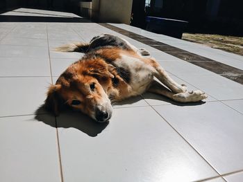 High angle view of dog sleeping on floor