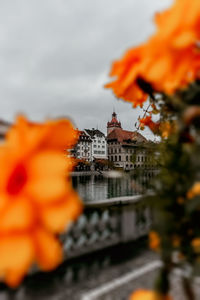 Close-up of orange flower against building