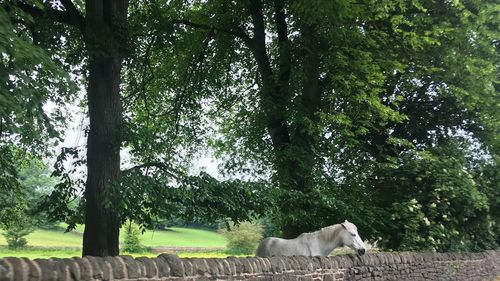 View of a horse in the field