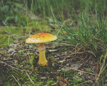 Close-up of mushroom on field