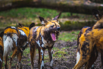 Yawning hyena in a group