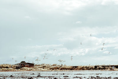 Birds flying over water against sky