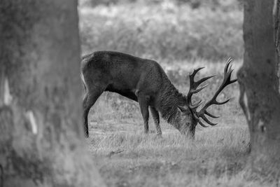 Side view of deer standing on field