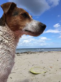 Close-up of dog on beach against sky