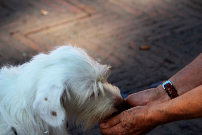 Midsection of man with dog